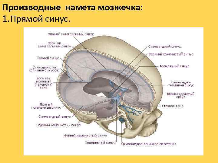 Производные намета мозжечка: 1. Прямой синус. 