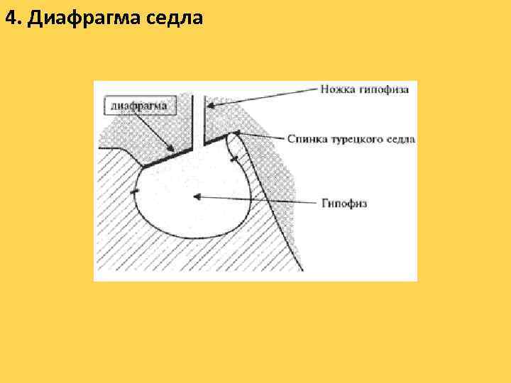 4. Диафрагма седла 