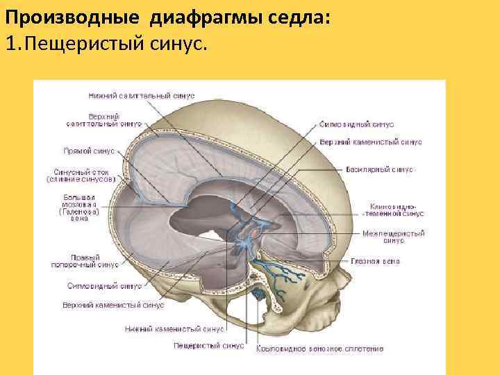 Производные диафрагмы седла: 1. Пещеристый синус. 