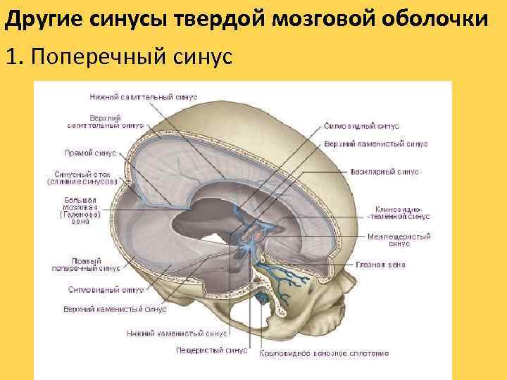 Другие синусы твердой мозговой оболочки 1. Поперечный синус 