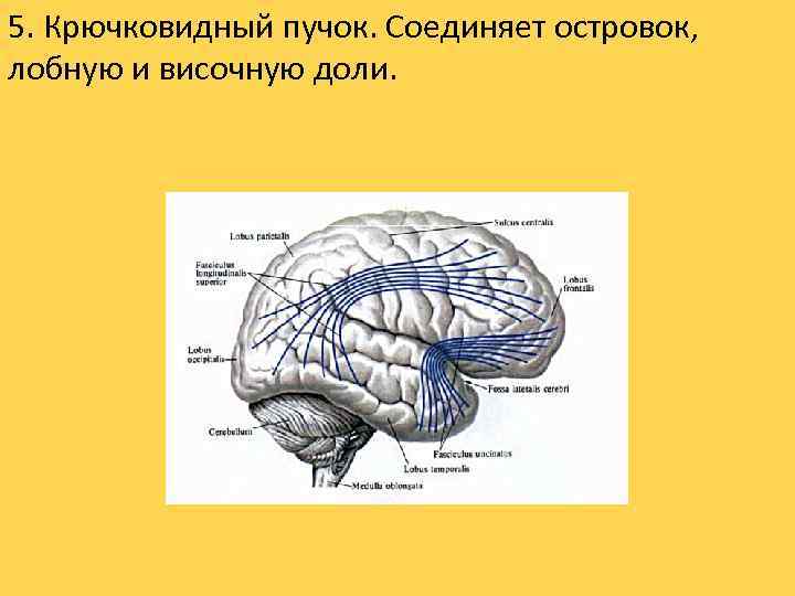 5. Крючковидный пучок. Соединяет островок, лобную и височную доли. 