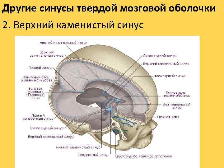 Другие синусы твердой мозговой оболочки 2. Верхний каменистый синус 