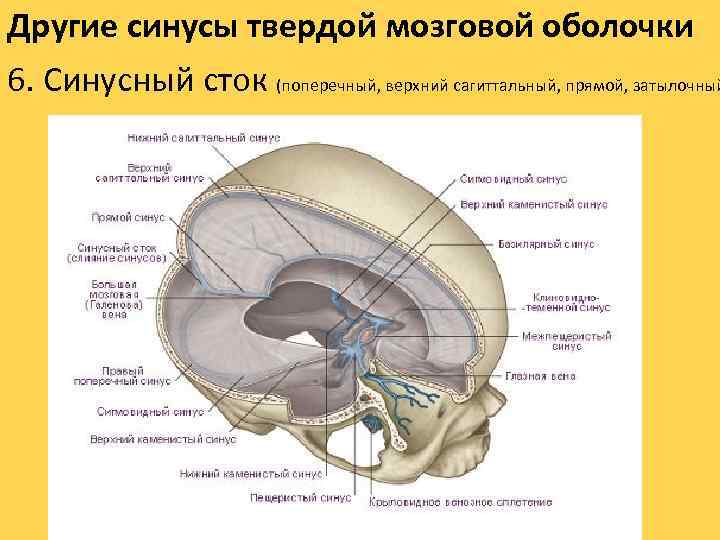 Другие синусы твердой мозговой оболочки 6. Синусный сток (поперечный, верхний сагиттальный, прямой, затылочный 