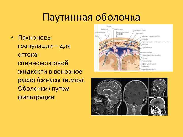 Паутинная оболочка • Пахионовы грануляции – для оттока спинномозговой жидкости в венозное русло (синусы