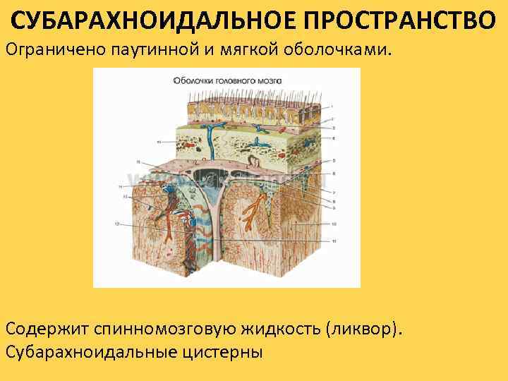 СУБАРАХНОИДАЛЬНОЕ ПРОСТРАНСТВО Ограничено паутинной и мягкой оболочками. Содержит спинномозговую жидкость (ликвор). Субарахноидальные цистерны 