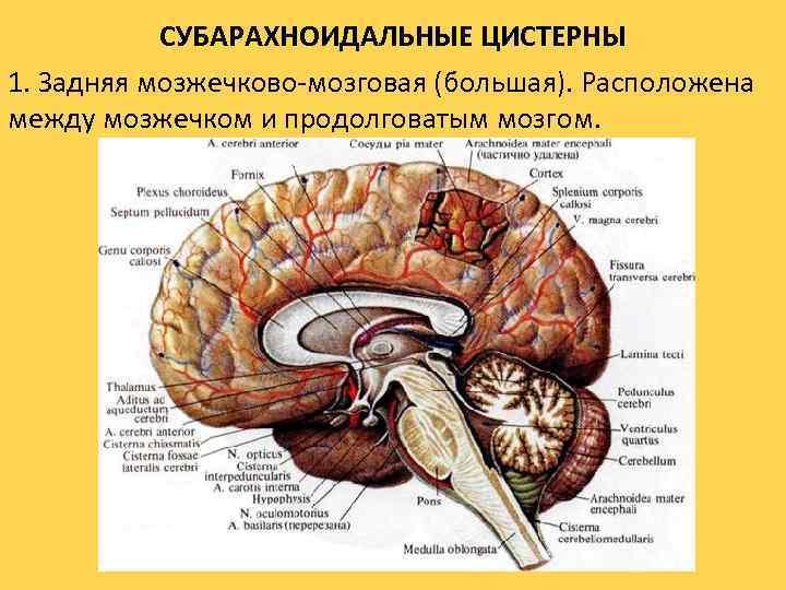 СУБАРАХНОИДАЛЬНЫЕ ЦИСТЕРНЫ 1. Задняя мозжечково-мозговая (большая). Расположена между мозжечком и продолговатым мозгом. 