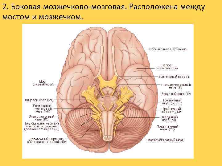 2. Боковая мозжечково-мозговая. Расположена между мостом и мозжечком. 