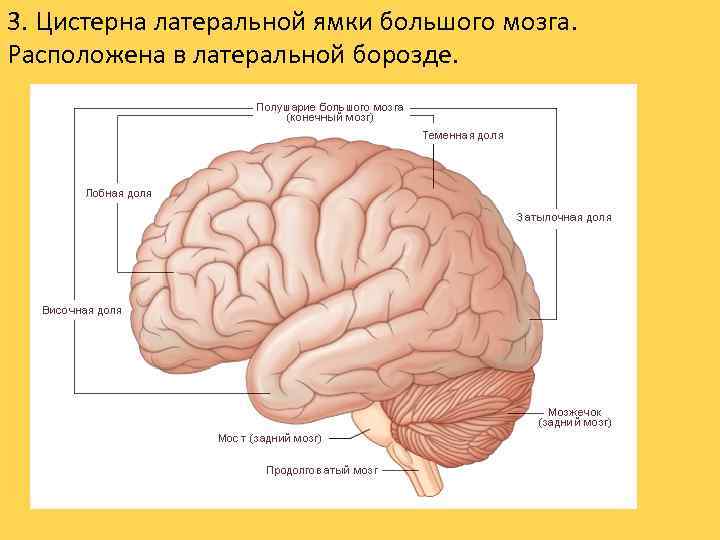 3. Цистерна латеральной ямки большого мозга. Расположена в латеральной борозде. 