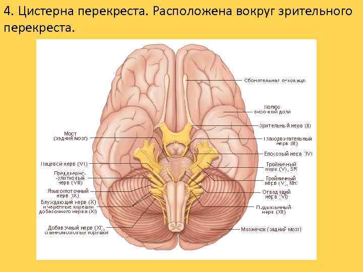 4. Цистерна перекреста. Расположена вокруг зрительного перекреста. 