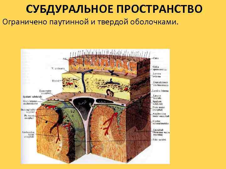 СУБДУРАЛЬНОЕ ПРОСТРАНСТВО Ограничено паутинной и твердой оболочками. 