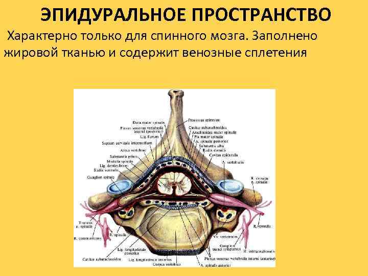 ЭПИДУРАЛЬНОЕ ПРОСТРАНСТВО Характерно только для спинного мозга. Заполнено жировой тканью и содержит венозные сплетения