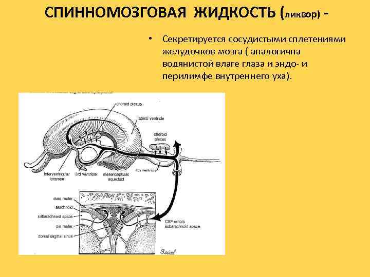 СПИННОМОЗГОВАЯ ЖИДКОСТЬ (ликвор) • Секретируется сосудистыми сплетениями желудочков мозга ( аналогична водянистой влаге глаза