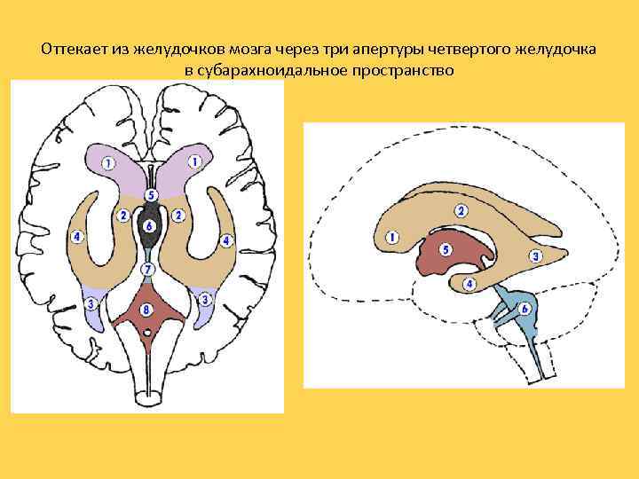 Оттекает из желудочков мозга через три апертуры четвертого желудочка в субарахноидальное пространство 