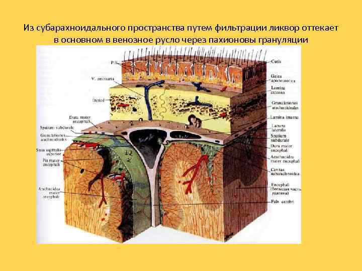 Из субарахноидального пространства путем фильтрации ликвор оттекает в основном в венозное русло через пахионовы