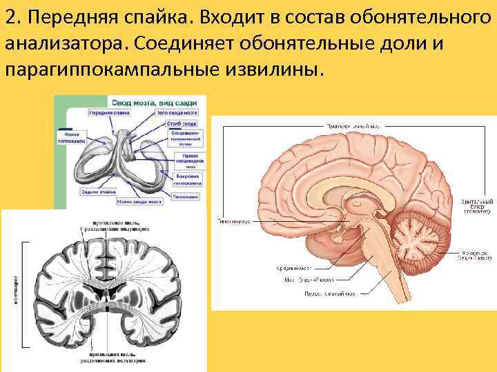 2. Передняя спайка. Входит в состав обонятельного анализатора. Соединяет обонятельные доли и парагиппокампальные извилины.