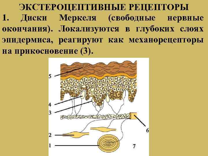 Моторные нервные окончания иннервируют