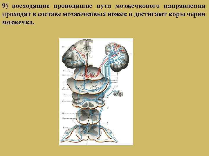 Проводящие пути головного и спинного мозга картинки