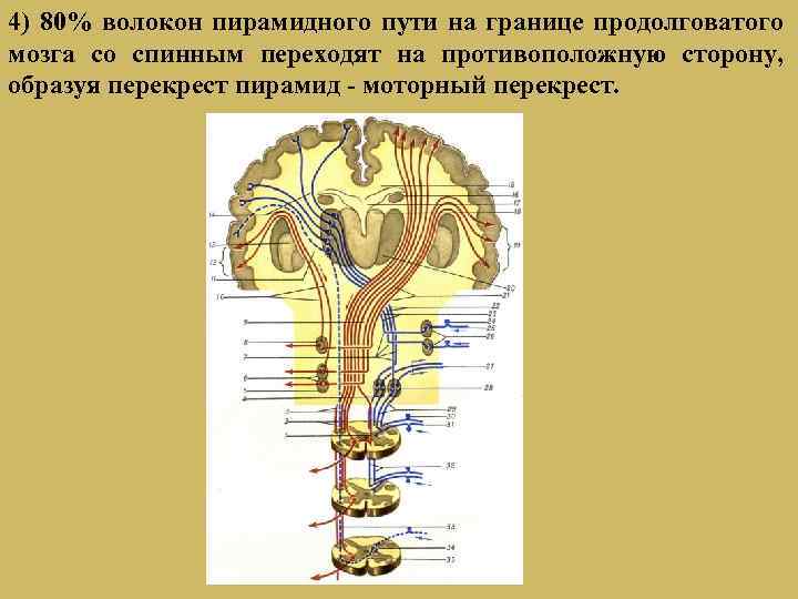 Пирамидные пути картинки