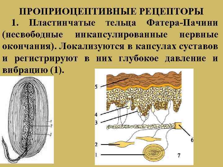 Определите название частей тельца пачини обозначенных на рисунке цифрами 1 и 2