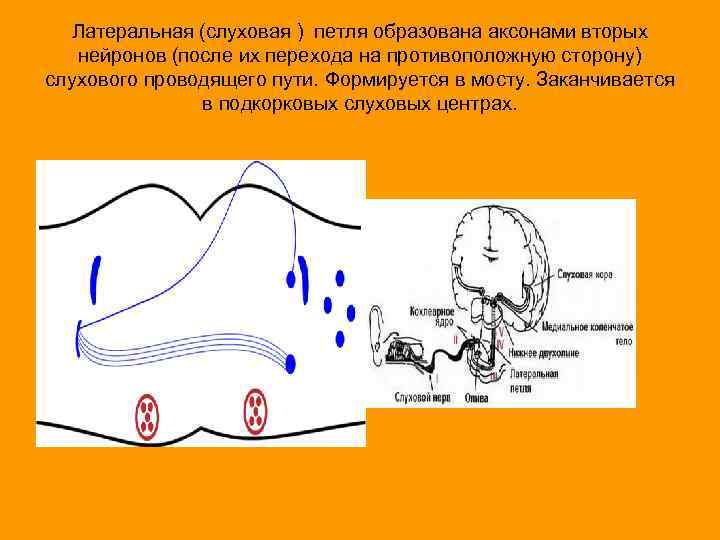 Латеральная (слуховая ) петля образована аксонами вторых нейронов (после их перехода на противоположную сторону)