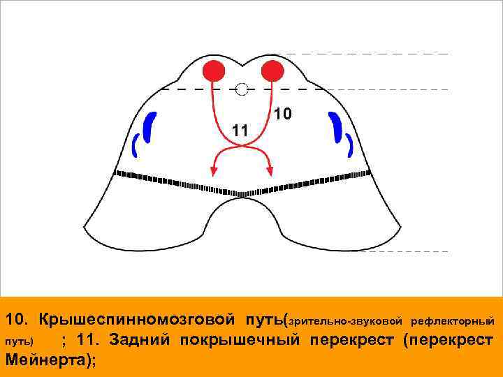 11 10 10. Крышеспинномозговой путь(зрительно-звуковой рефлекторный путь) ; 11. Задний покрышечный перекрест (перекрест Мейнерта);