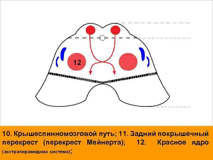 12 10. Крышеспинномозговой путь; 11. Задний покрышечный перекрест (перекрест Мейнерта); 12. Красное ядро (экстрапирамидная