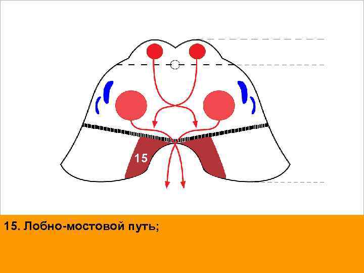 15 15. Лобно-мостовой путь; 