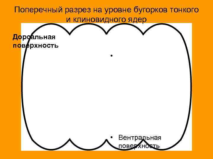 Поперечный разрез на уровне бугорков тонкого и клиновидного ядер Дорсальная поверхность • • Вентральная