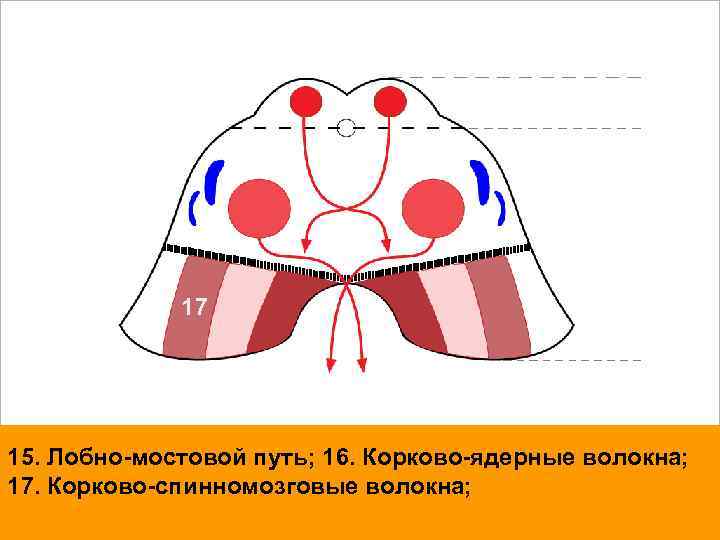 17 15. Лобно-мостовой путь; 16. Корково-ядерные волокна; 17. Корково-спинномозговые волокна; 