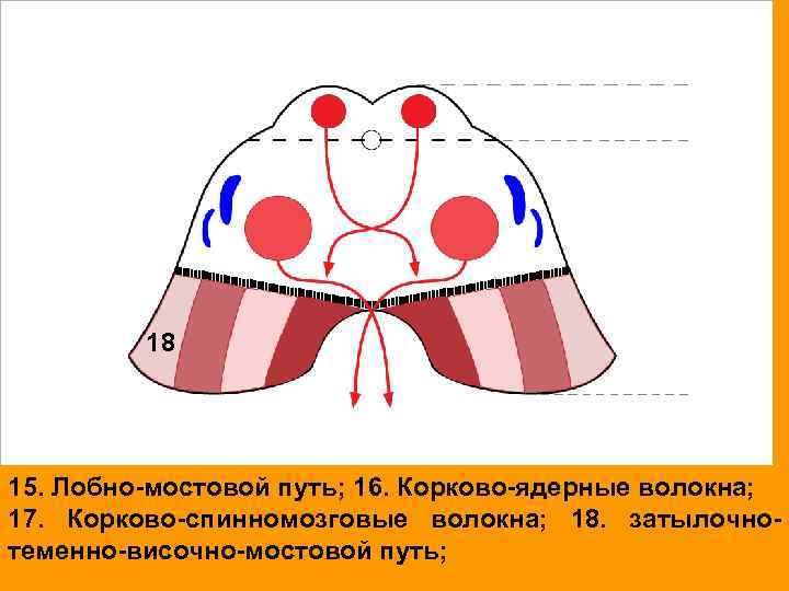 18 15. Лобно-мостовой путь; 16. Корково-ядерные волокна; 17. Корково-спинномозговые волокна; 18. затылочнотеменно-височно-мостовой путь; 