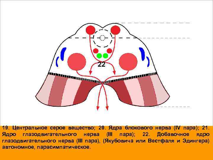 22 19. Центральное серое вещество; 20. Ядра блокового нерва (IV пара); 21. Ядро глазодвигательного