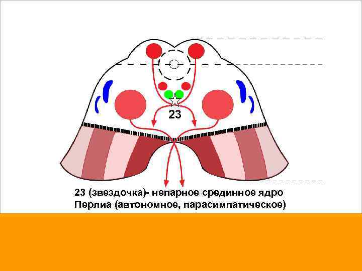 23 23 (звездочка)- непарное срединное ядро Перлиа (автономное, парасимпатическое) 