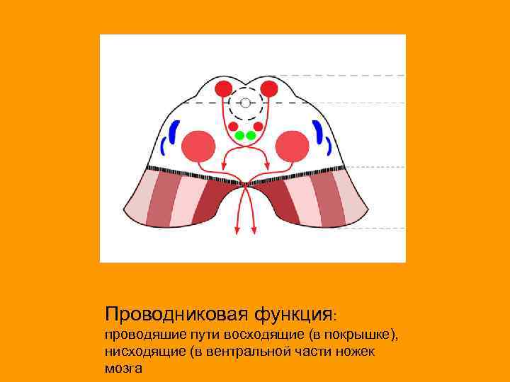 Проводниковая функция: проводяшие пути восходящие (в покрышке), нисходящие (в вентральной части ножек мозга 