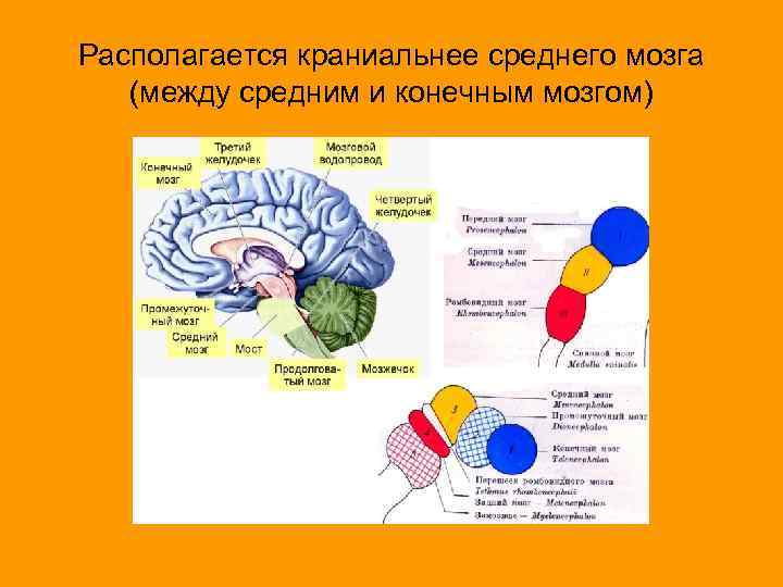 Располагается краниальнее среднего мозга (между средним и конечным мозгом) 