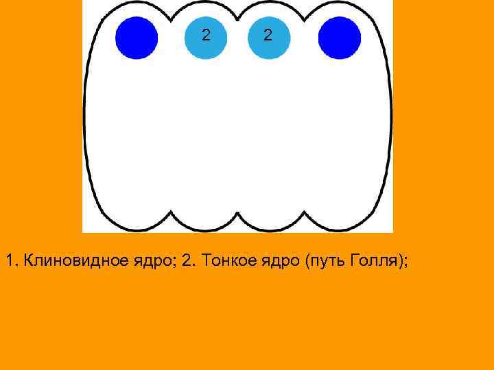 2 2 1. Клиновидное ядро; 2. Тонкое ядро (путь Голля); 