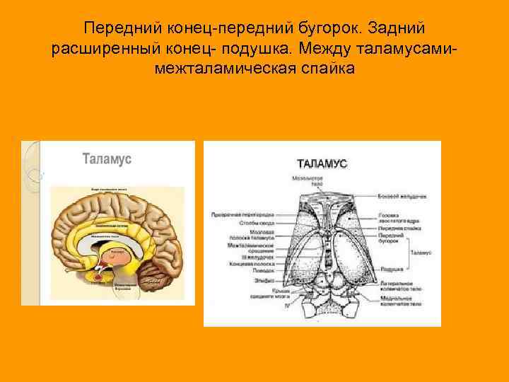 Передний конец-передний бугорок. Задний расширенный конец- подушка. Между таламусамимежталамическая спайка 