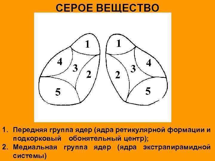 СЕРОЕ ВЕЩЕСТВО 1. Передняя группа ядер (ядра ретикулярной формации и подкорковый обонятельный центр); 2.