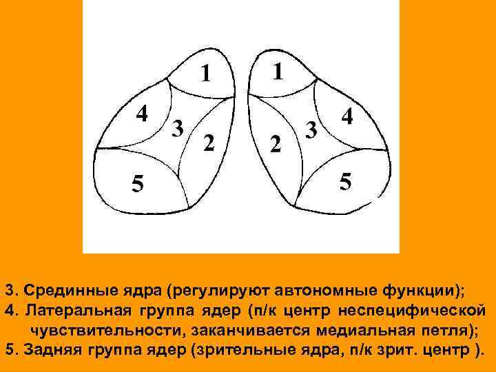 3. Срединные ядра (регулируют автономные функции); 4. Латеральная группа ядер (п/к центр неспецифической чувствительности,