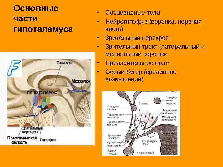 Основные части гипоталамуса • Сосцевидные тела • Нейрогипофиз (воронка, нервная часть) • Зрительный перекрест