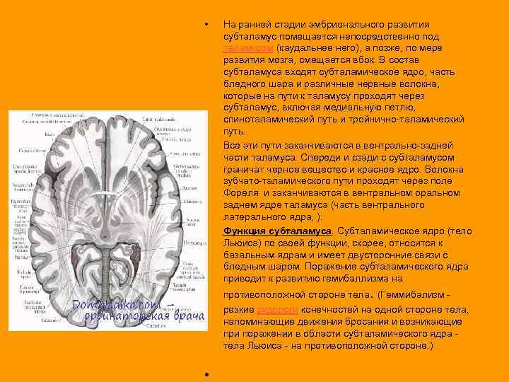  • • • На ранней стадии эмбрионального развития субталамус помещается непосредственно под таламусом