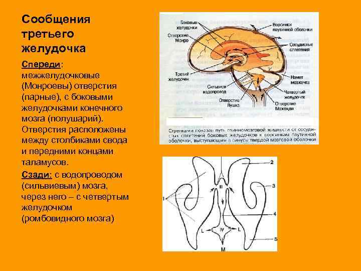 Сообщения третьего желудочка Спереди: межжелудочковые (Монроевы) отверстия (парные), с боковыми желудочками конечного мозга (полушарий).