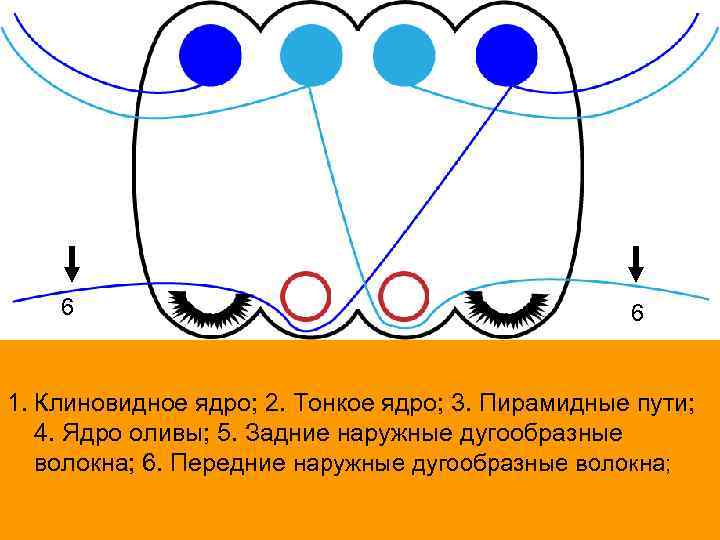 6 6 1. Клиновидное ядро; 2. Тонкое ядро; 3. Пирамидные пути; 4. Ядро оливы;