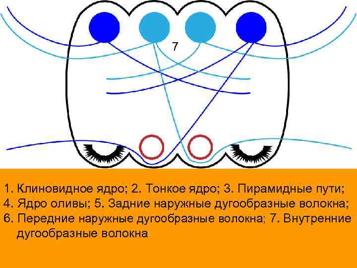 7 1. Клиновидное ядро; 2. Тонкое ядро; 3. Пирамидные пути; 4. Ядро оливы; 5.