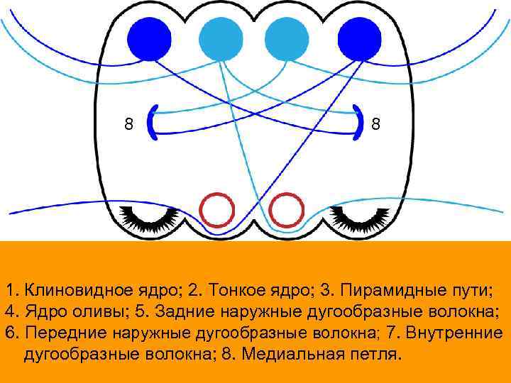 8 8 1. Клиновидное ядро; 2. Тонкое ядро; 3. Пирамидные пути; 4. Ядро оливы;