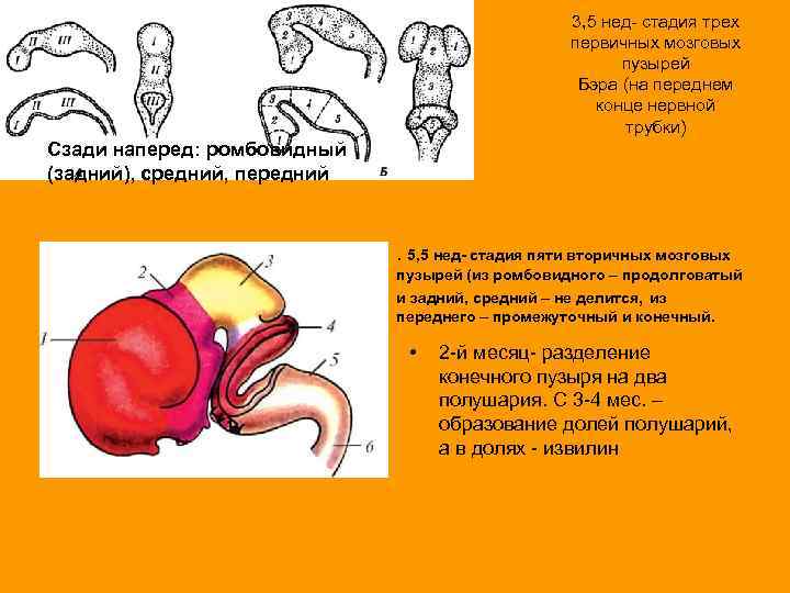 Стадия пяти мозговых пузырей