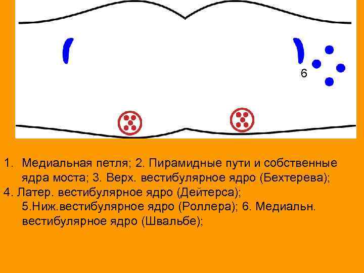 6 1. Медиальная петля; 2. Пирамидные пути и собственные ядра моста; 3. Верх. вестибулярное