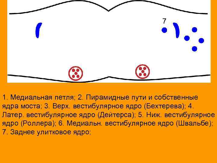 7 1. Медиальная петля; 2. Пирамидные пути и собственные ядра моста; 3. Верх. вестибулярное