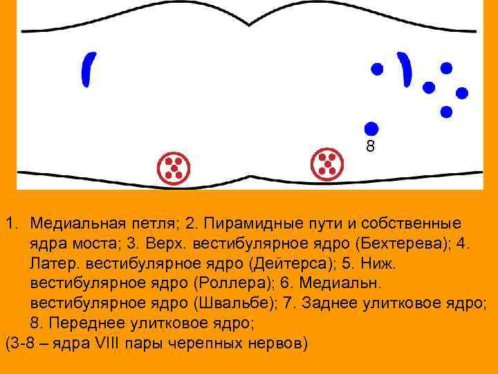 8 1. Медиальная петля; 2. Пирамидные пути и собственные ядра моста; 3. Верх. вестибулярное