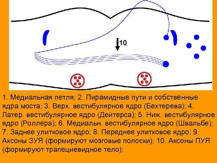 10 10 1. Медиальная петля; 2. Пирамидные пути и собственные ядра моста; 3. Верх.