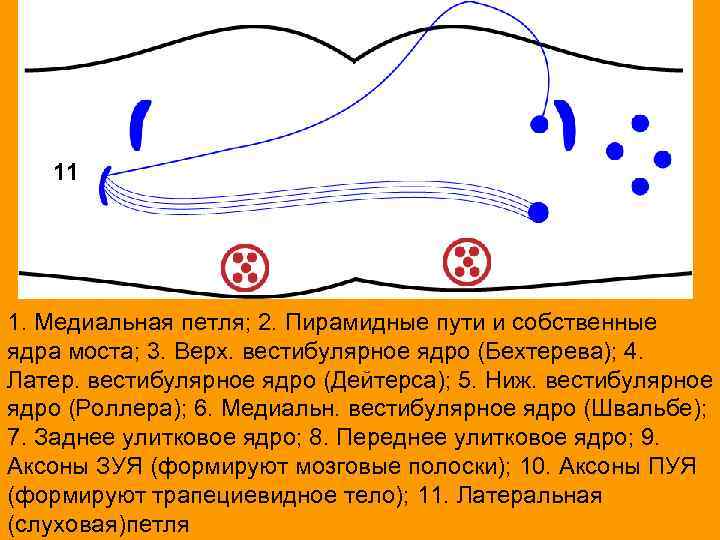 11 1. Медиальная петля; 2. Пирамидные пути и собственные ядра моста; 3. Верх. вестибулярное